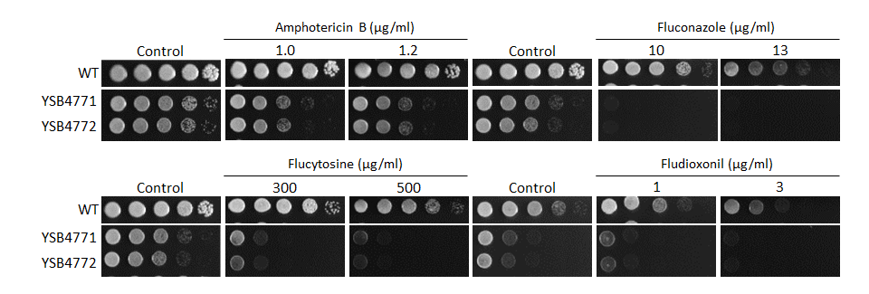 Antifungal drug susceptibility
