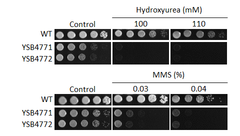 Genotoxic stress phenotype