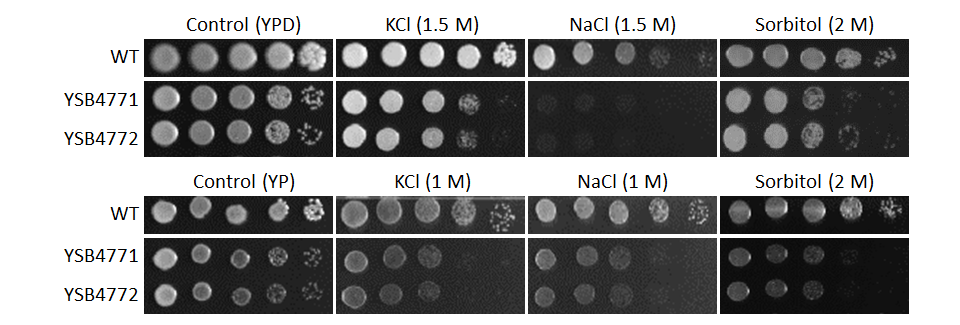Osmotic stress phenotype