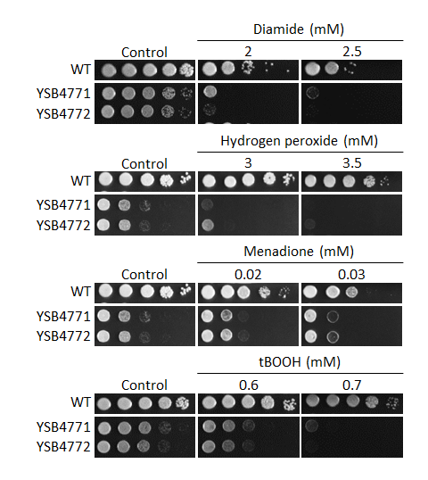 Oxidative stress phenotype