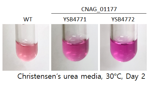 Urease phenotype