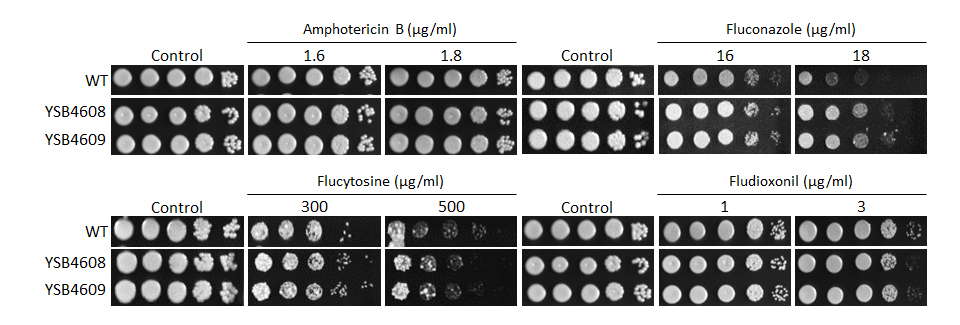 Antifungal drug susceptibility