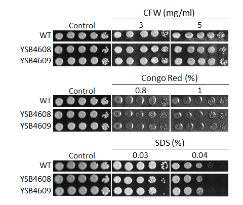 Cell wall stress phenotype