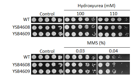 Genotoxic stress phenotype