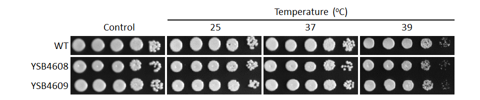 Growth phenotype