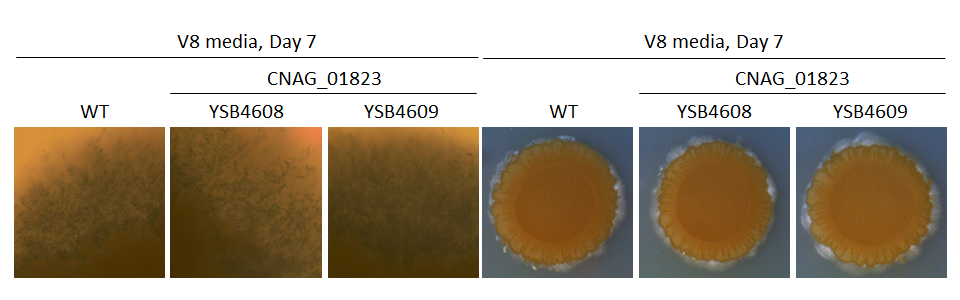 Mating phenotype