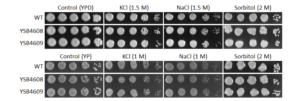 Osmotic stress phenotype