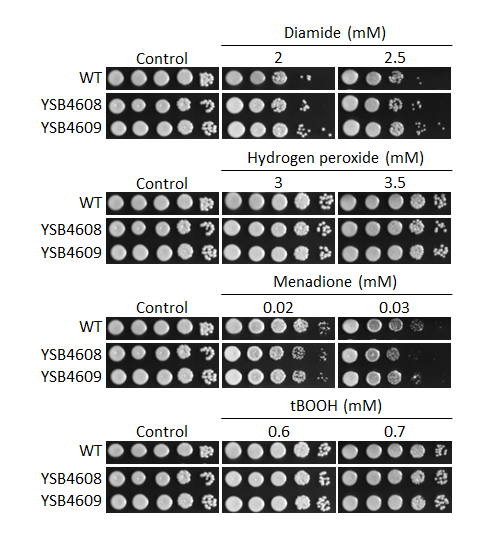 Oxidative stress phenotype