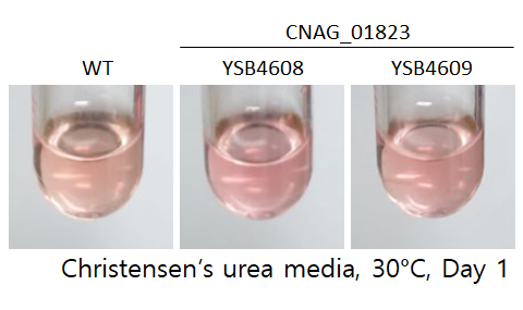 Urease phenotype
