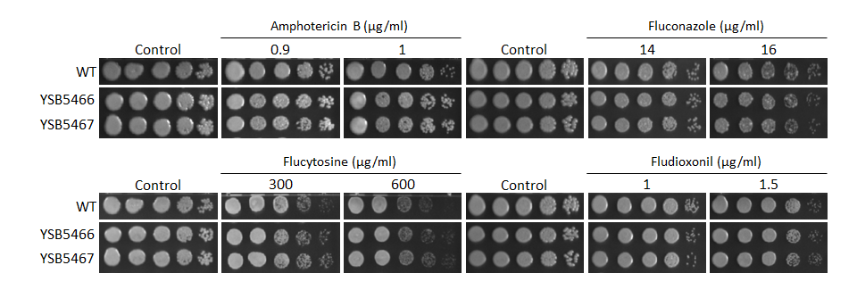 Antifungal drug susceptibility