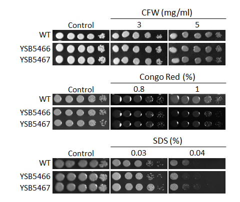 Cell wall stress phenotype