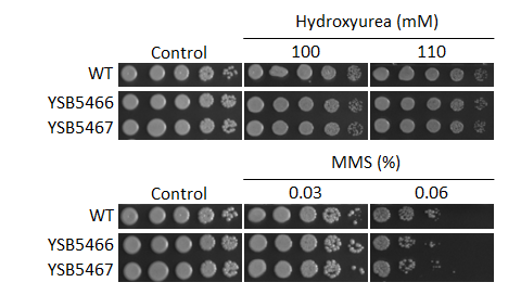 Genotoxic stress phenotype