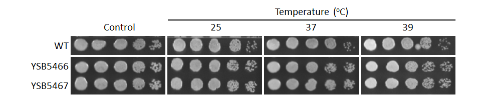 Growth phenotype