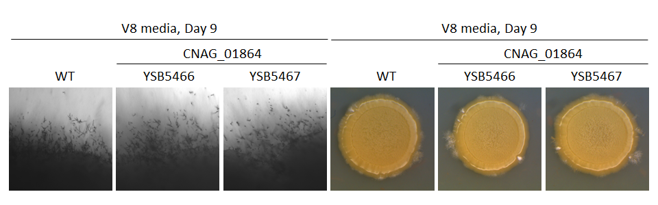 Mating phenotype