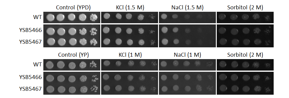 Osmotic stress phenotype