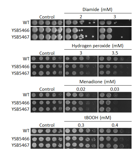 Oxidative stress phenotype