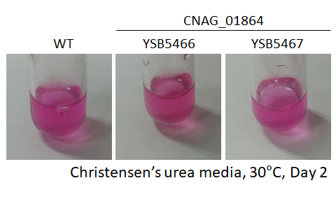 Urease phenotype