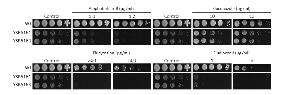 Antifungal drug susceptibility