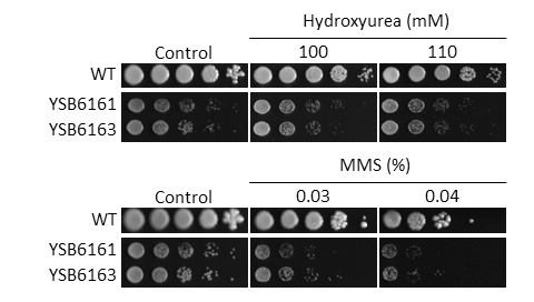 Genotoxic stress phenotype