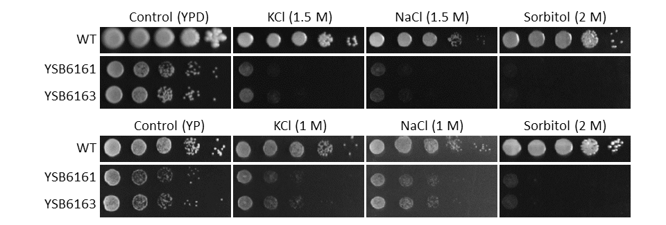 Osmotic stress phenotype