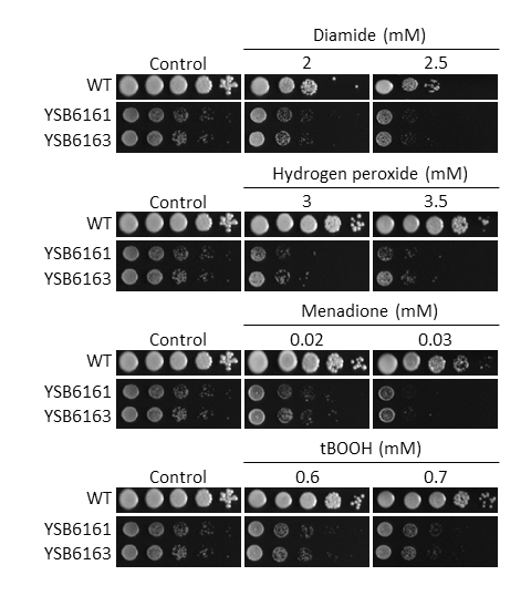 Oxidative stress phenotype