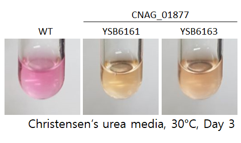 Urease phenotype