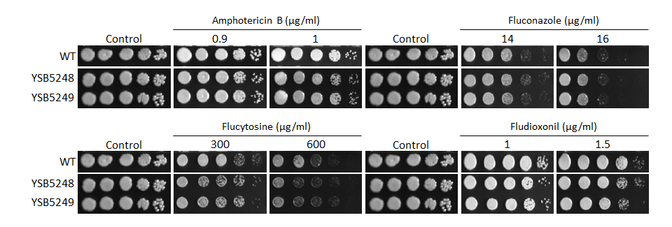 Antifungal drug susceptibility
