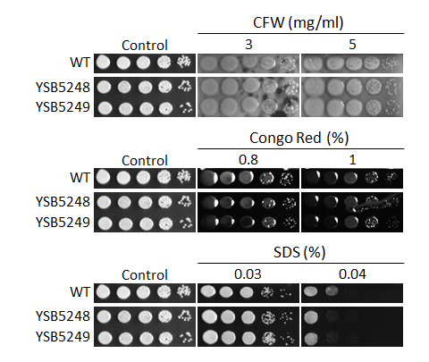 Cell wall stress phenotype