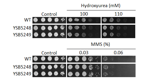 Genotoxic stress phenotype