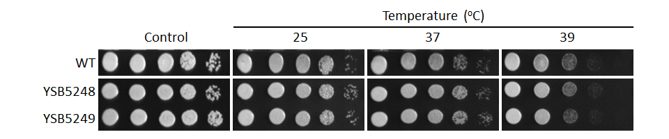 Growth phenotype