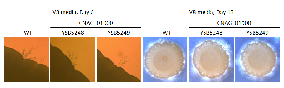 Mating phenotype