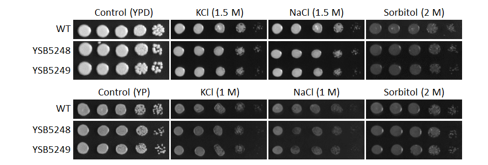 Osmotic stress phenotype