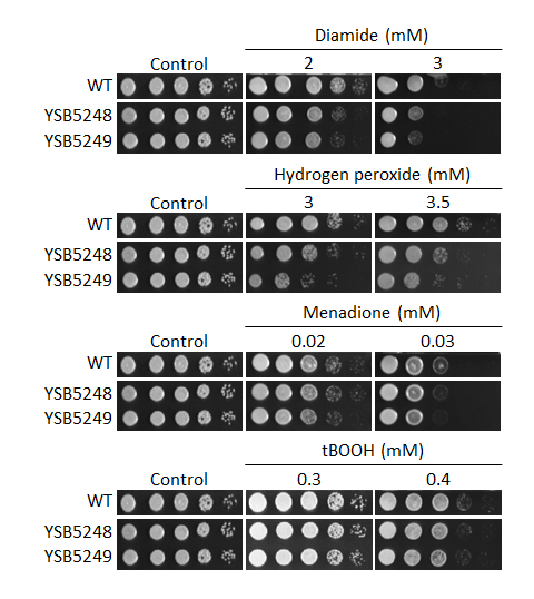Oxidative stress phenotype