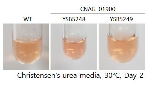 Urease phenotype