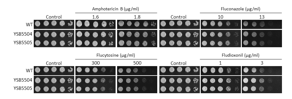 Antifungal drug susceptibility