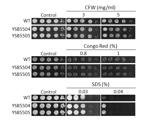 Cell wall stress phenotype