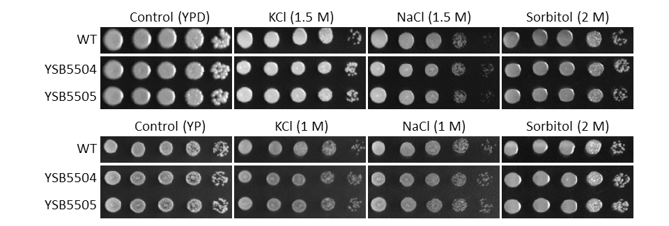 Osmotic stress phenotype