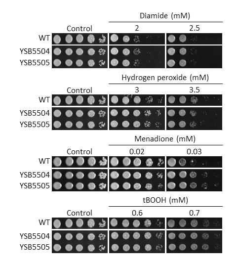 Oxidative stress phenotype