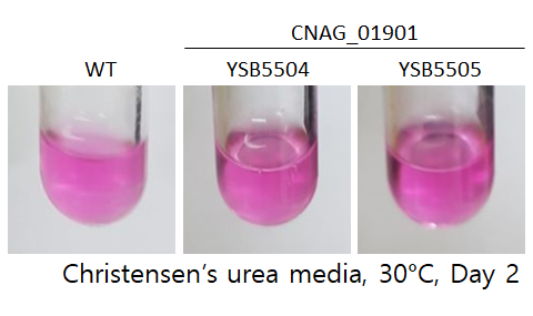 Urease phenotype