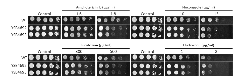 Antifungal drug susceptibility