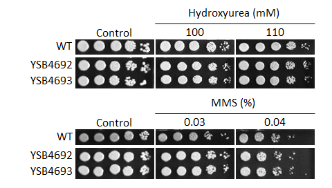 Genotoxic stress phenotype