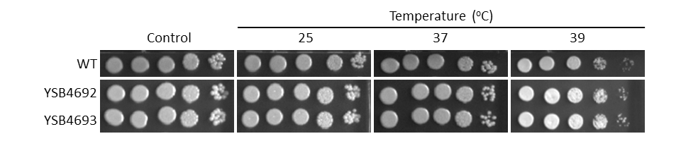 Growth phenotype