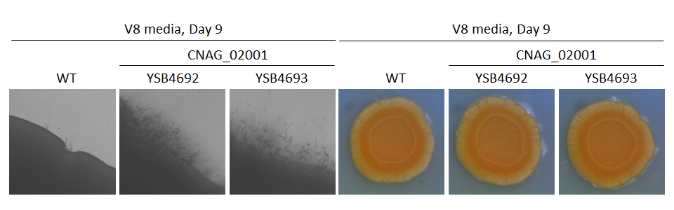 Mating phenotype