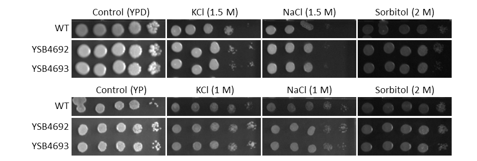 Osmotic stress phenotype