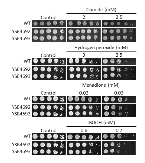 Oxidative stress phenotype
