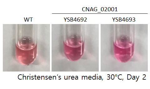 Urease phenotype