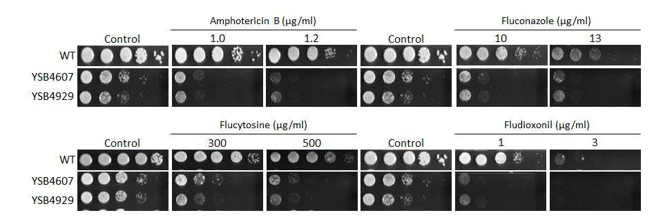 Antifungal drug susceptibility