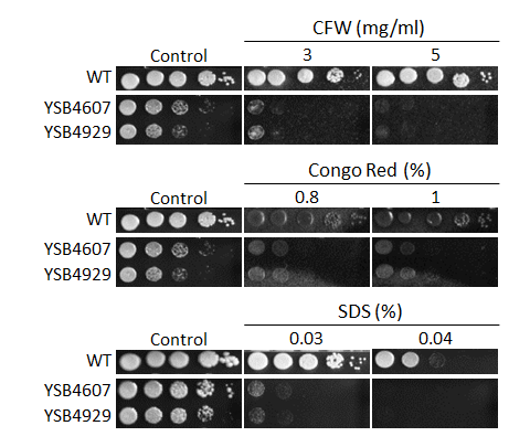Cell wall stress phenotype
