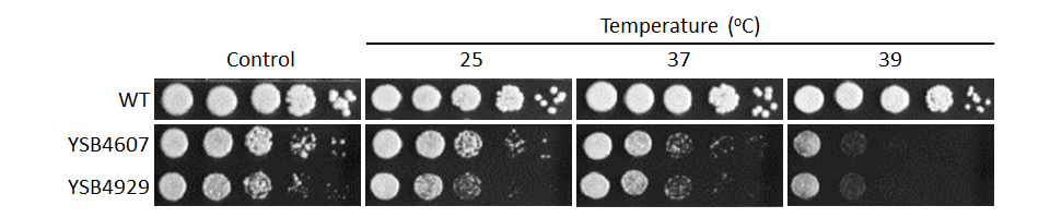 Growth phenotype