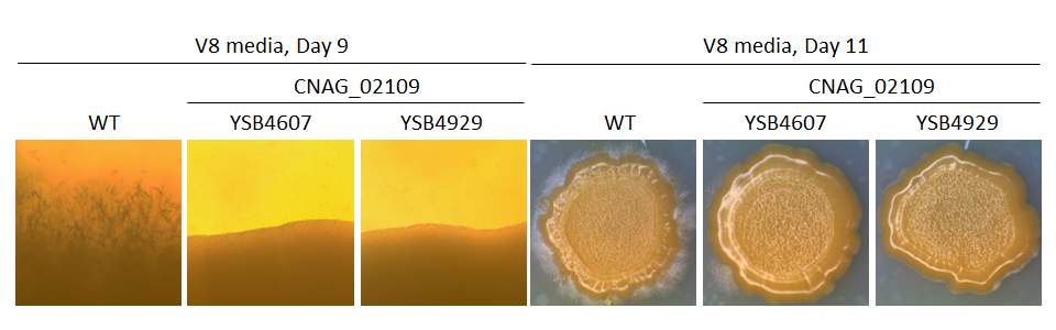 Mating phenotype